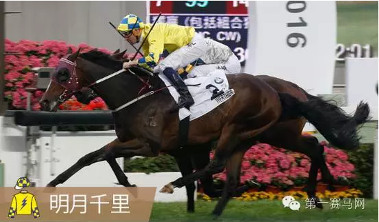 香港馬，77777與88888的傳奇故事，香港賽馬傳奇，77777與88888的傳奇篇章